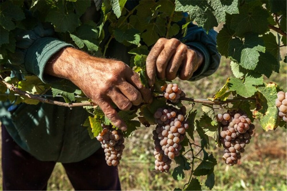 GHIDUL unei vacante printre viile din Romania. De ce cred somelierii ca ne putem compara cu vinurile de Bordeaux. FOTO - Imaginea 11