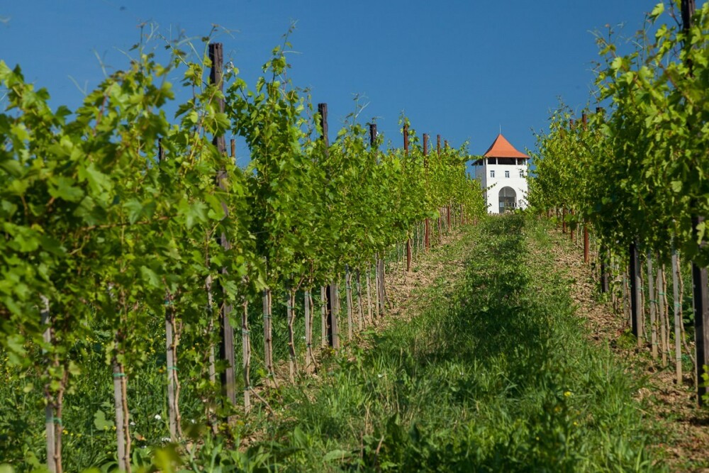 GHIDUL unei vacante printre viile din Romania. De ce cred somelierii ca ne putem compara cu vinurile de Bordeaux. FOTO - Imaginea 10