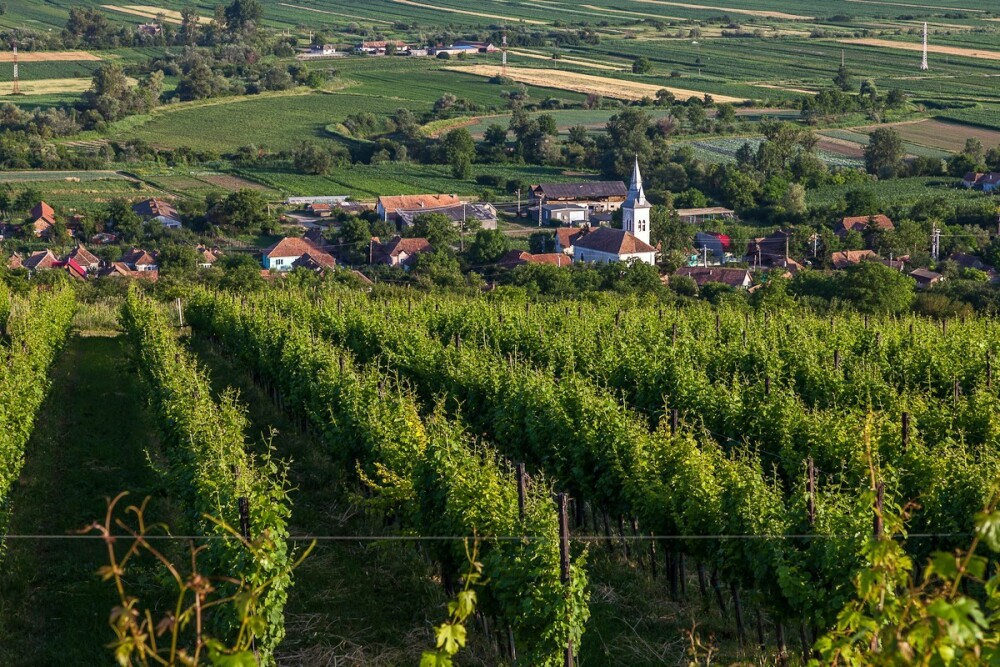 GHIDUL unei vacante printre viile din Romania. De ce cred somelierii ca ne putem compara cu vinurile de Bordeaux. FOTO - Imaginea 9