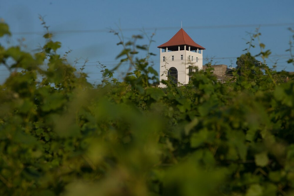 GHIDUL unei vacante printre viile din Romania. De ce cred somelierii ca ne putem compara cu vinurile de Bordeaux. FOTO - Imaginea 8