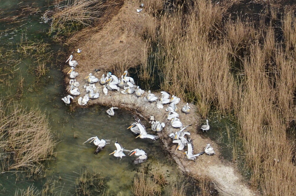 Gripa aviara a macelarit specia pelicanului cret, cea mai mare pasare care cuibareste in Romania. 108 exemplare au murit - Imaginea 1