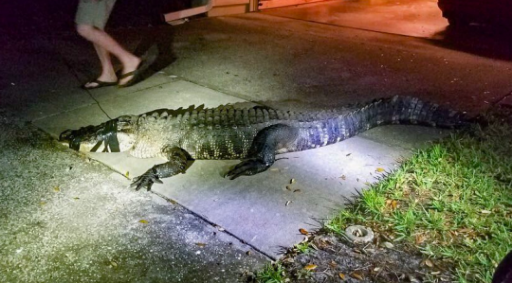 Un aligator uriaș a spart geamul și a intrat în locuința unei femei. FOTO - Imaginea 1