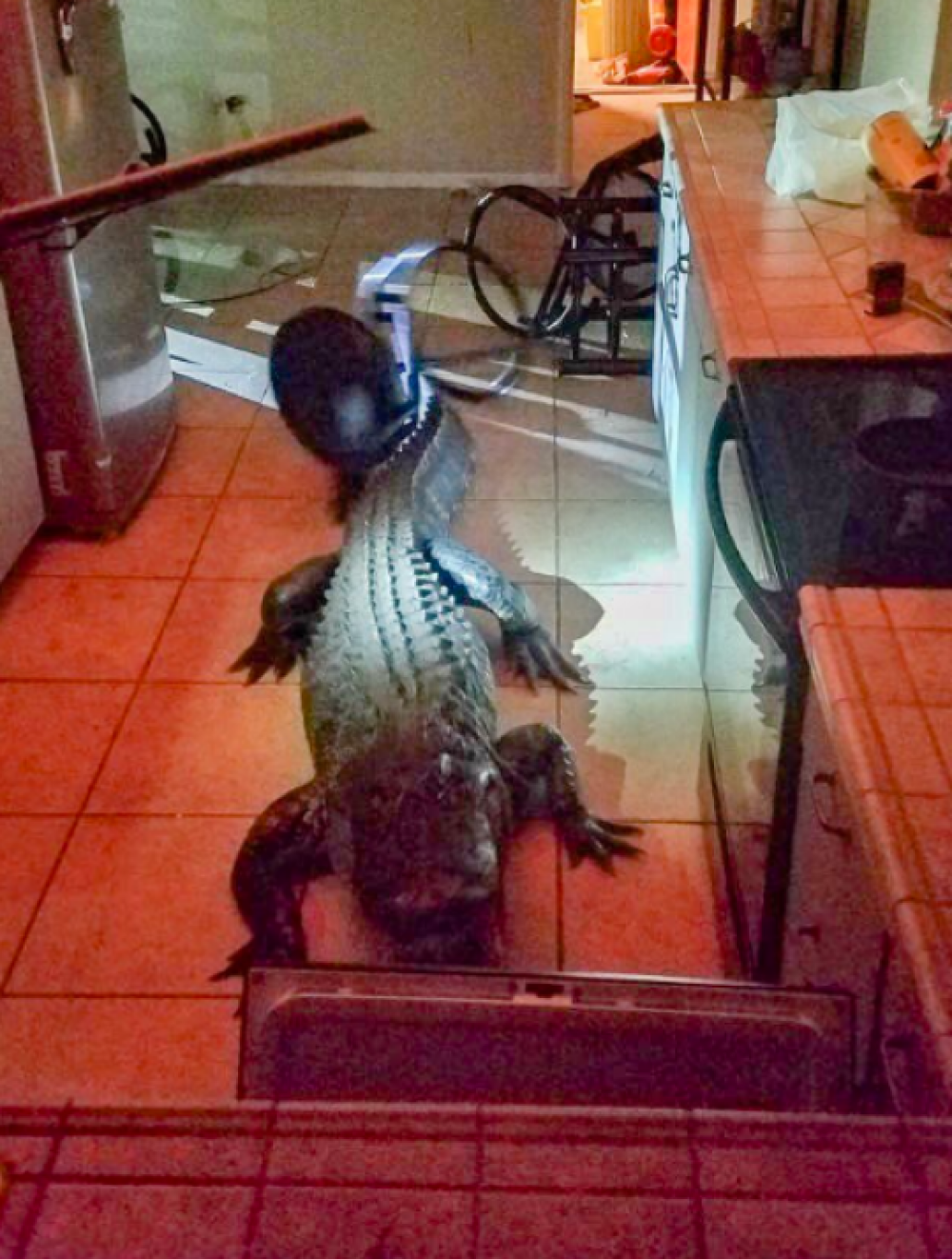 Un aligator uriaș a spart geamul și a intrat în locuința unei femei. FOTO - Imaginea 2