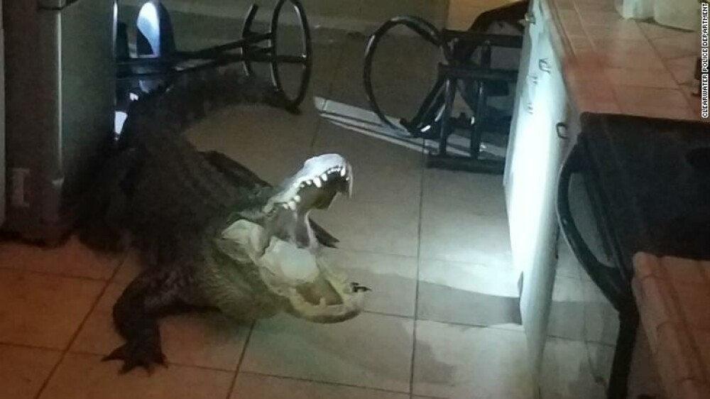 Un aligator uriaș a spart geamul și a intrat în locuința unei femei. FOTO - Imaginea 3