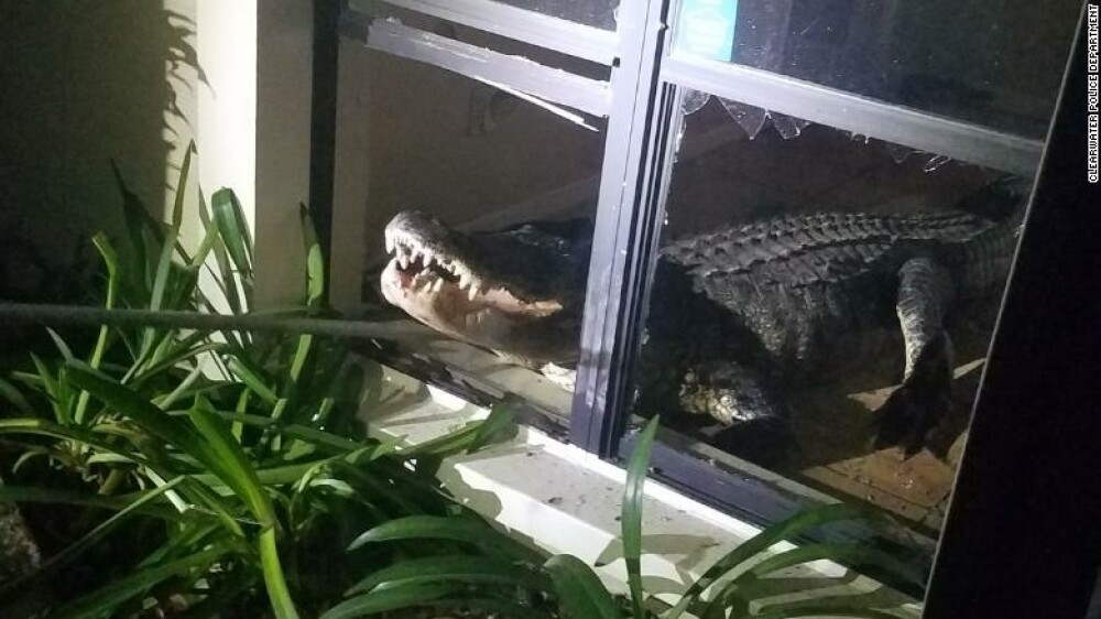 Un aligator uriaș a spart geamul și a intrat în locuința unei femei. FOTO - Imaginea 4