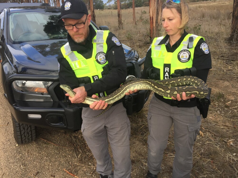 4400 de broaşte ţestoase, șerpi şi crocodili, confiscate de Europol. Unde au fost găsite reptilele - Imaginea 3