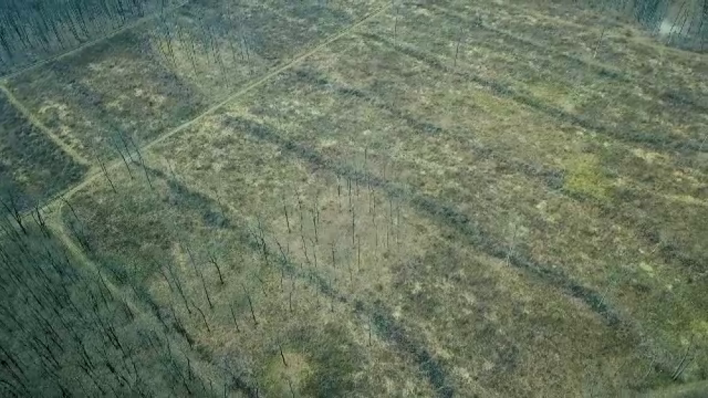 Cum ajung mii de hectare de pădure să fie rase de pe faţa pământului. Bariera verde a Capitalei, în pericol - Imaginea 4
