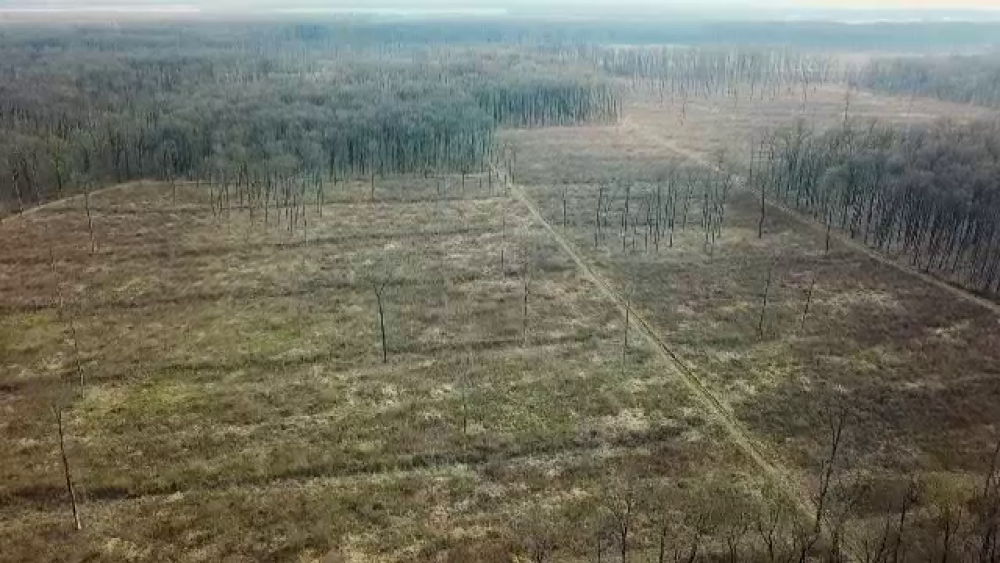 Cum ajung mii de hectare de pădure să fie rase de pe faţa pământului. Bariera verde a Capitalei, în pericol - Imaginea 5