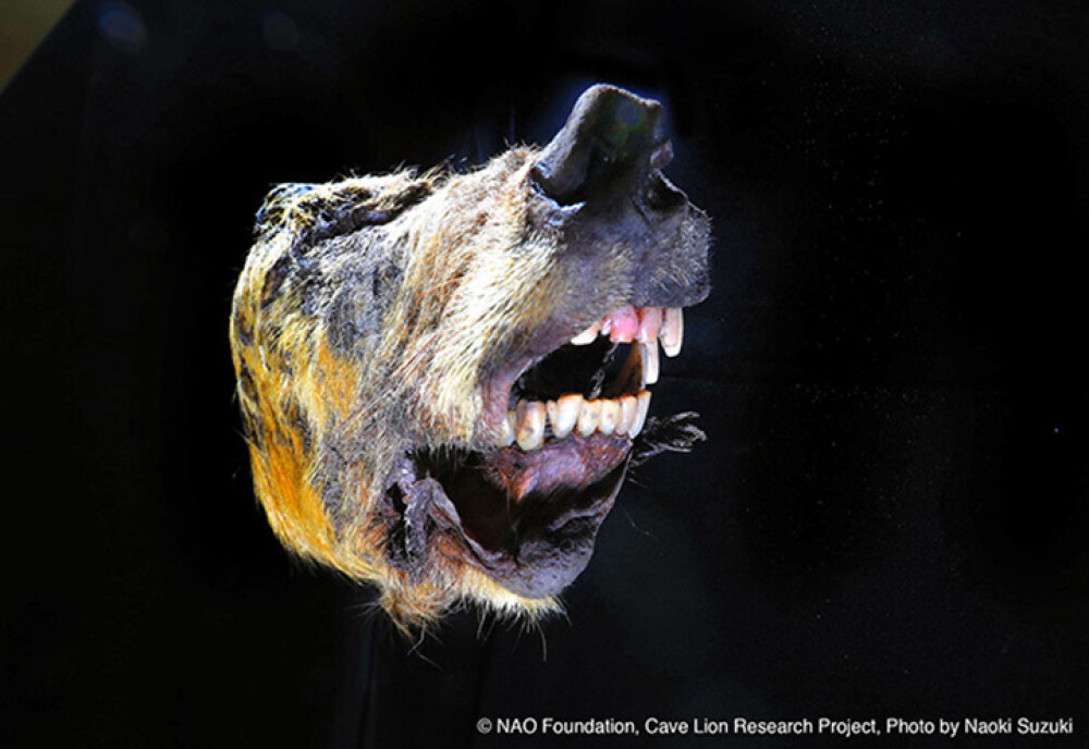 Capul unui lup uriaș, vechi de 40.000 de ani, descoperit intact. Unde a fost găsit - Imaginea 3