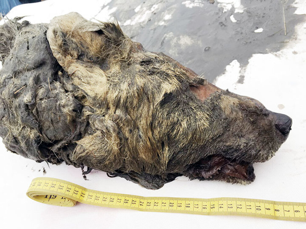Capul unui lup uriaș, vechi de 40.000 de ani, descoperit intact. Unde a fost găsit - Imaginea 2
