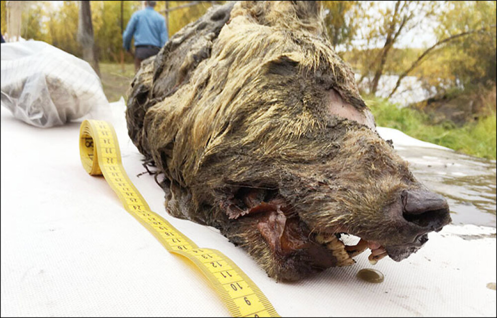 Capul unui lup uriaș, vechi de 40.000 de ani, descoperit intact. Unde a fost găsit - Imaginea 1