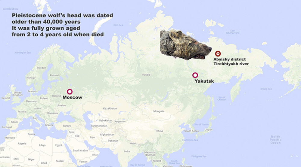 Capul unui lup uriaș, vechi de 40.000 de ani, descoperit intact. Unde a fost găsit - Imaginea 4