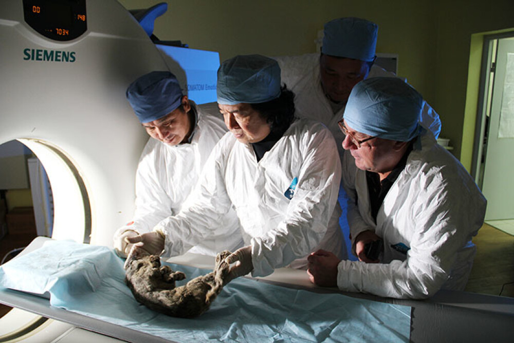 Capul unui lup uriaș, vechi de 40.000 de ani, descoperit intact. Unde a fost găsit - Imaginea 7