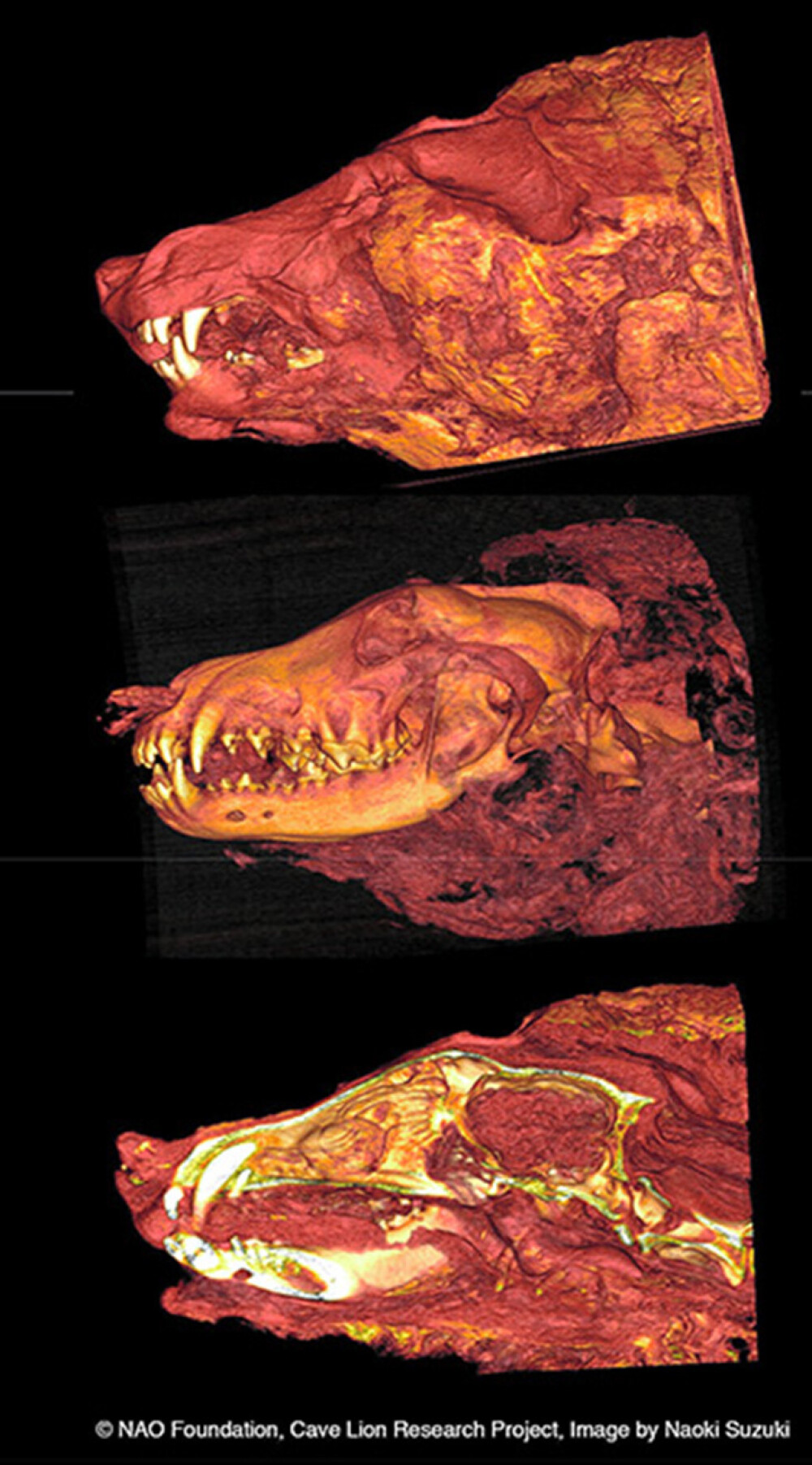 Capul unui lup uriaș, vechi de 40.000 de ani, descoperit intact. Unde a fost găsit - Imaginea 5