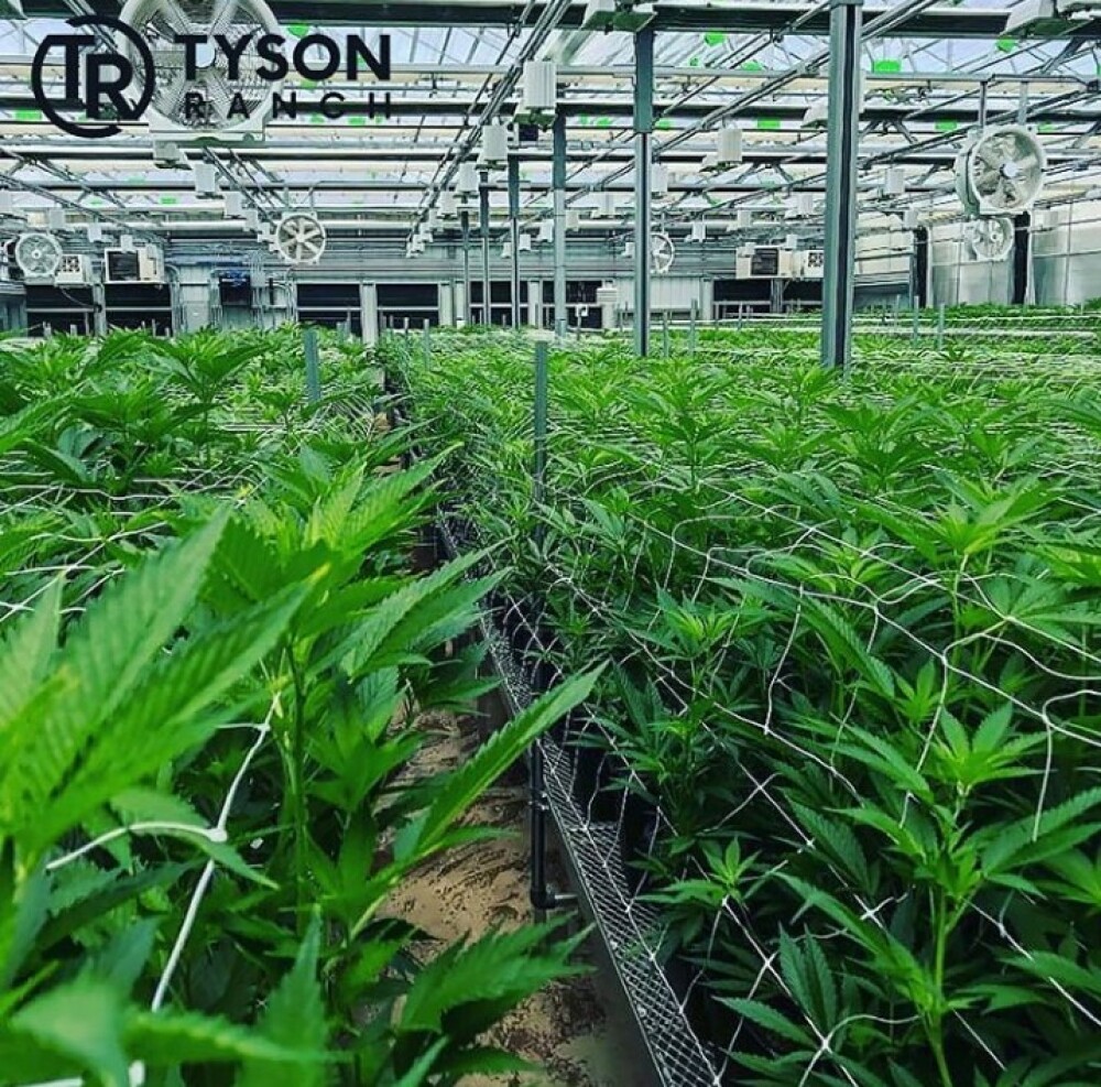 Cum arată plantația de marijuana a lui Mike Tyson. „M-am gândit cât bine pot face”. FOTO - Imaginea 5