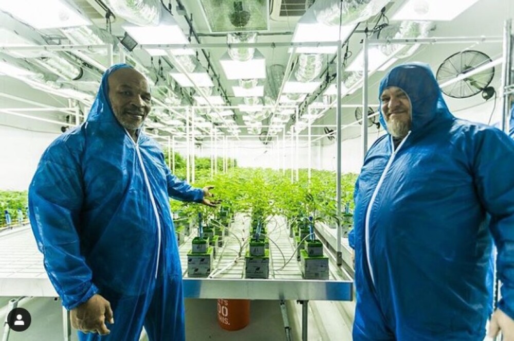Cum arată plantația de marijuana a lui Mike Tyson. „M-am gândit cât bine pot face”. FOTO - Imaginea 2
