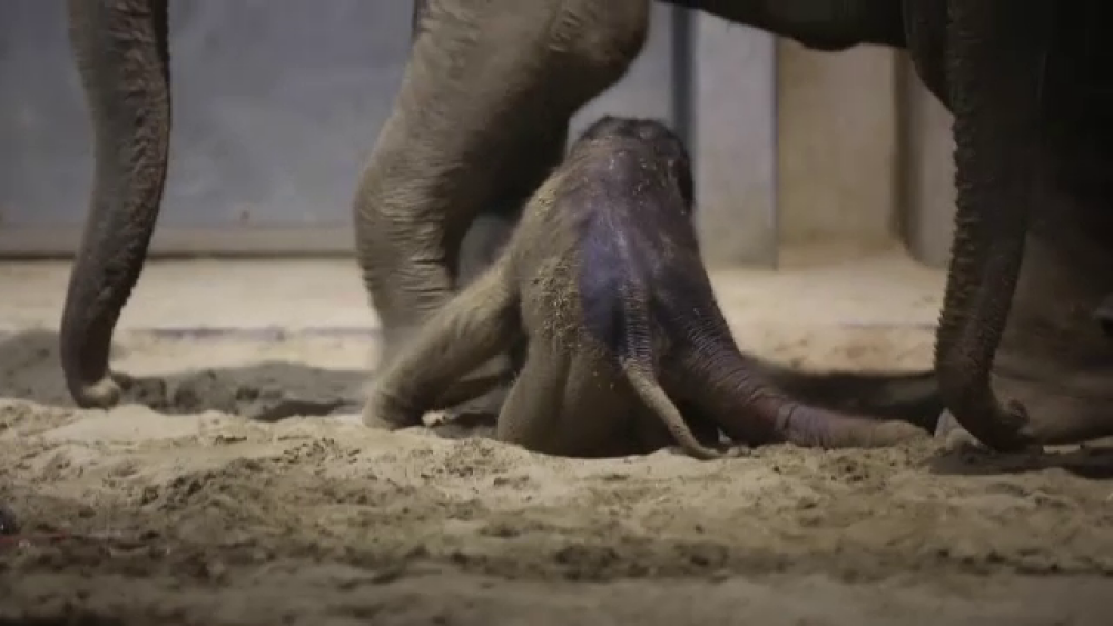 Momentul venirii pe lume a unui elefănțel, într-o grădină zoologică - Imaginea 3