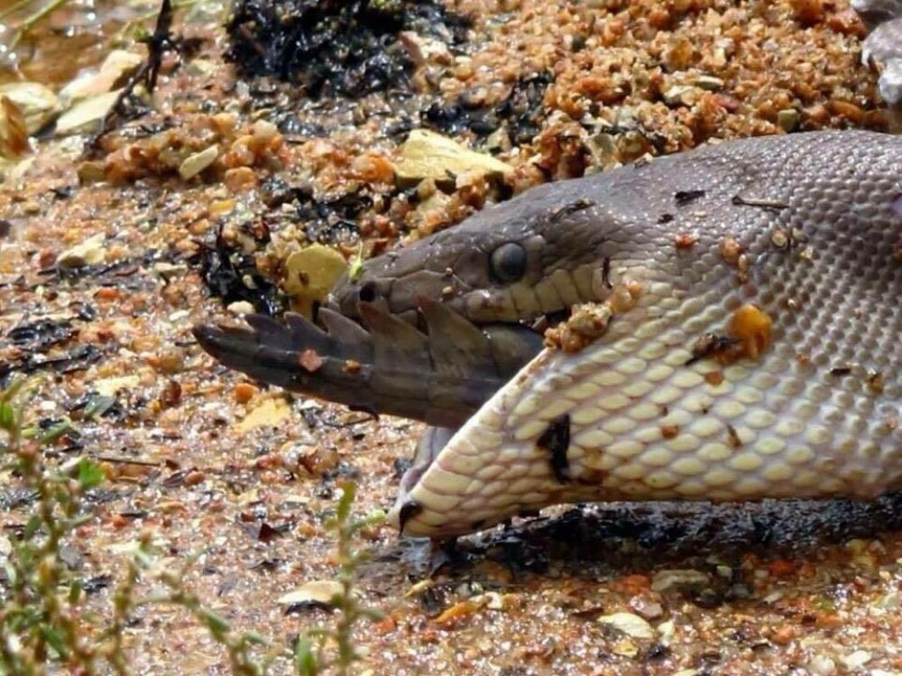 Imagini uluitoare surprinse în Australia: crocodil înghițit de un piton. GALERIE FOTO - Imaginea 3