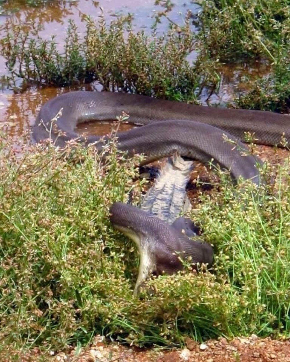 Imagini uluitoare surprinse în Australia: crocodil înghițit de un piton. GALERIE FOTO - Imaginea 7