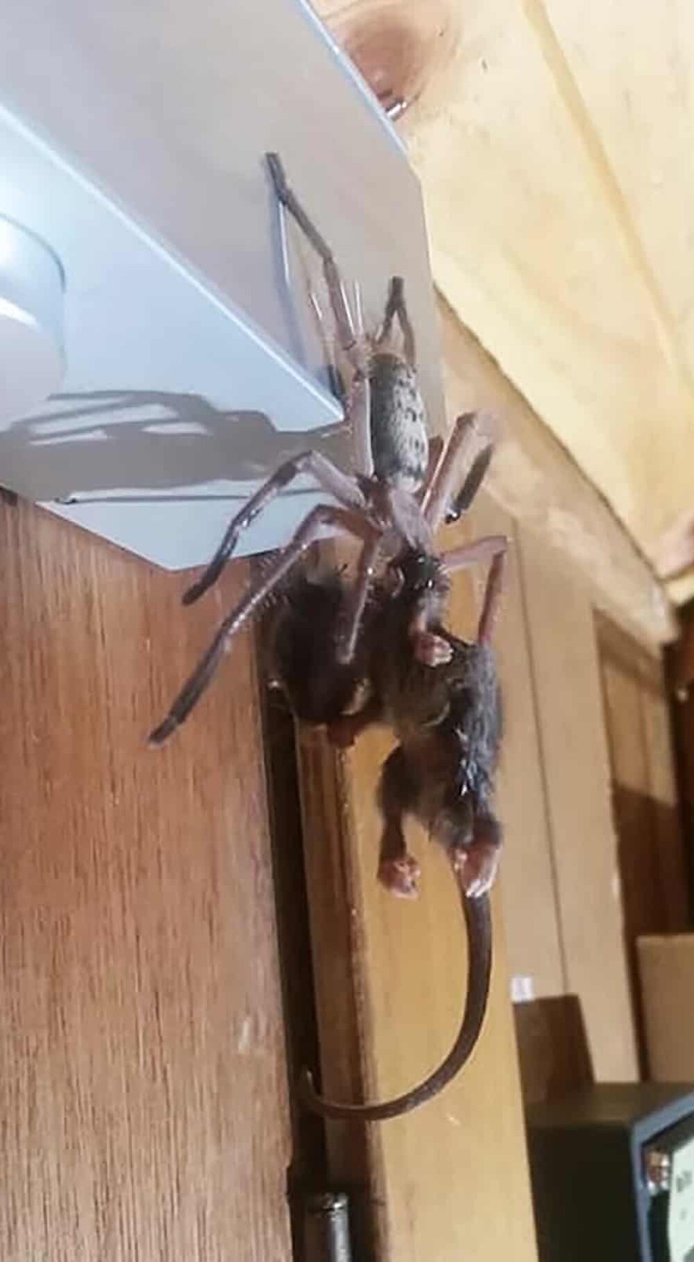 Momentul șocant în care un oposum este mâncat de un păianjen. GALERIE FOTO - Imaginea 2