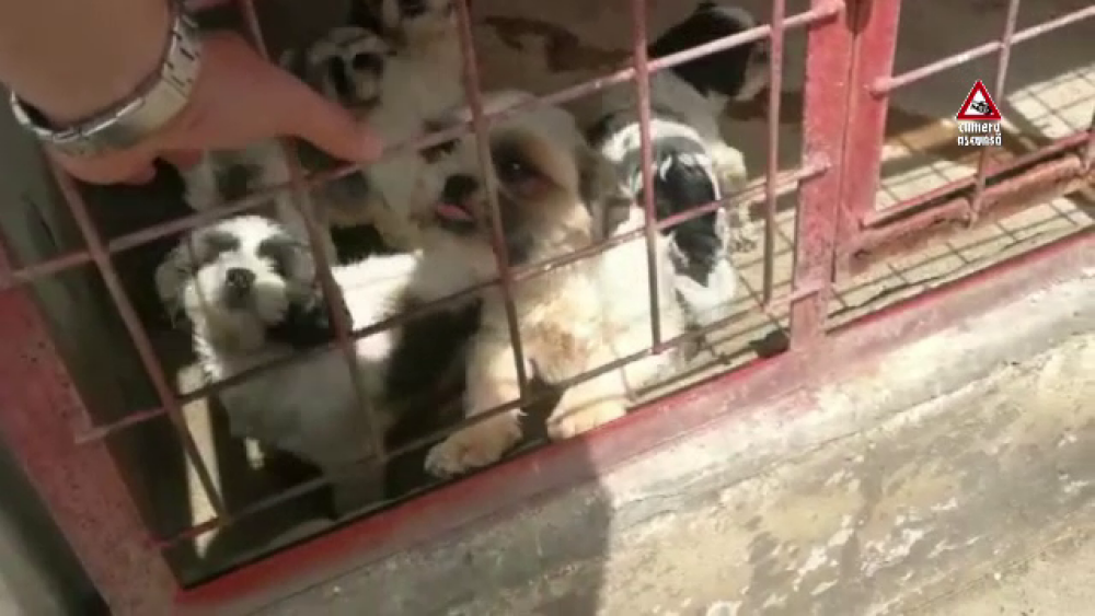 CAMERA ASCUNSĂ. Cum sunt traficate animalele de companie pe Internet - Imaginea 2