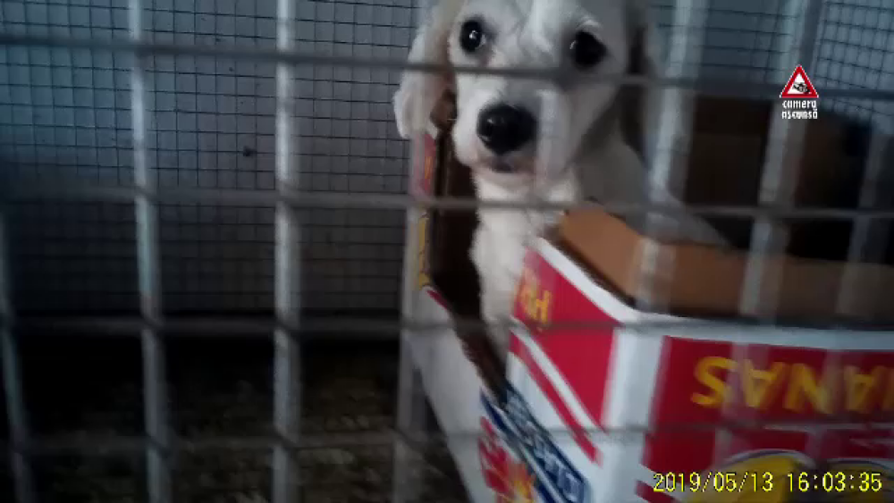 CAMERA ASCUNSĂ. Cum sunt traficate animalele de companie pe Internet - Imaginea 3