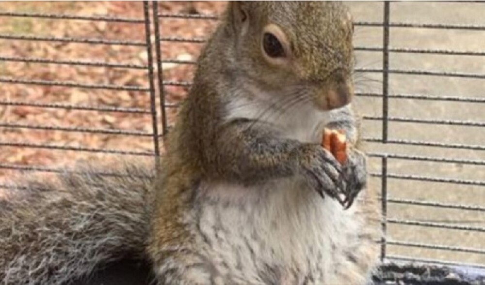 Motivul pentru care un bărbat a drogat o veveriță cu metamfetamină. VIDEO - Imaginea 2