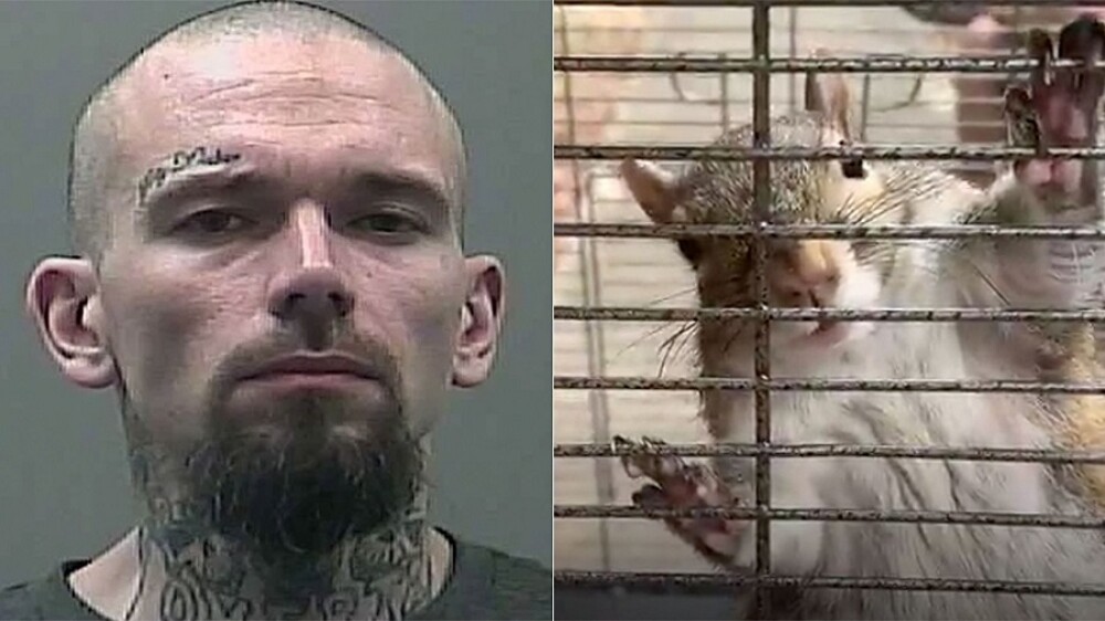 Motivul pentru care un bărbat a drogat o veveriță cu metamfetamină. VIDEO - Imaginea 1