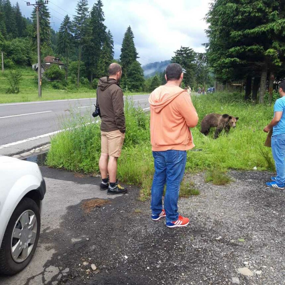 Pui de urs lovit în plin de o maşină pe DN 1, la Brașov. Reacția oamenilor - Imaginea 2