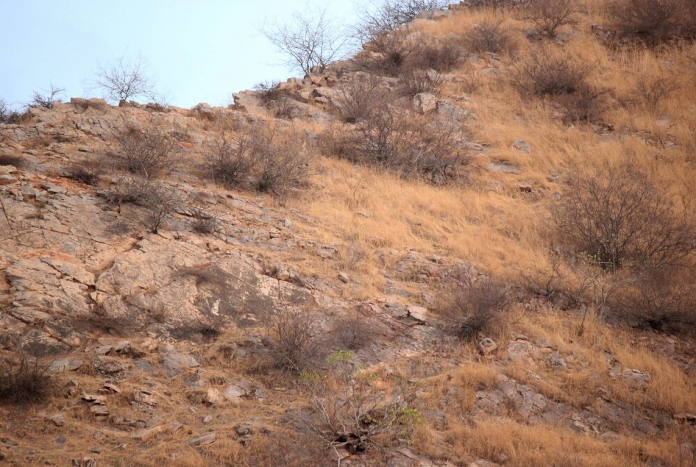 Găsește leopardul! Camuflajul perfect într-o fotografie surprinsă pe un deal - Imaginea 1