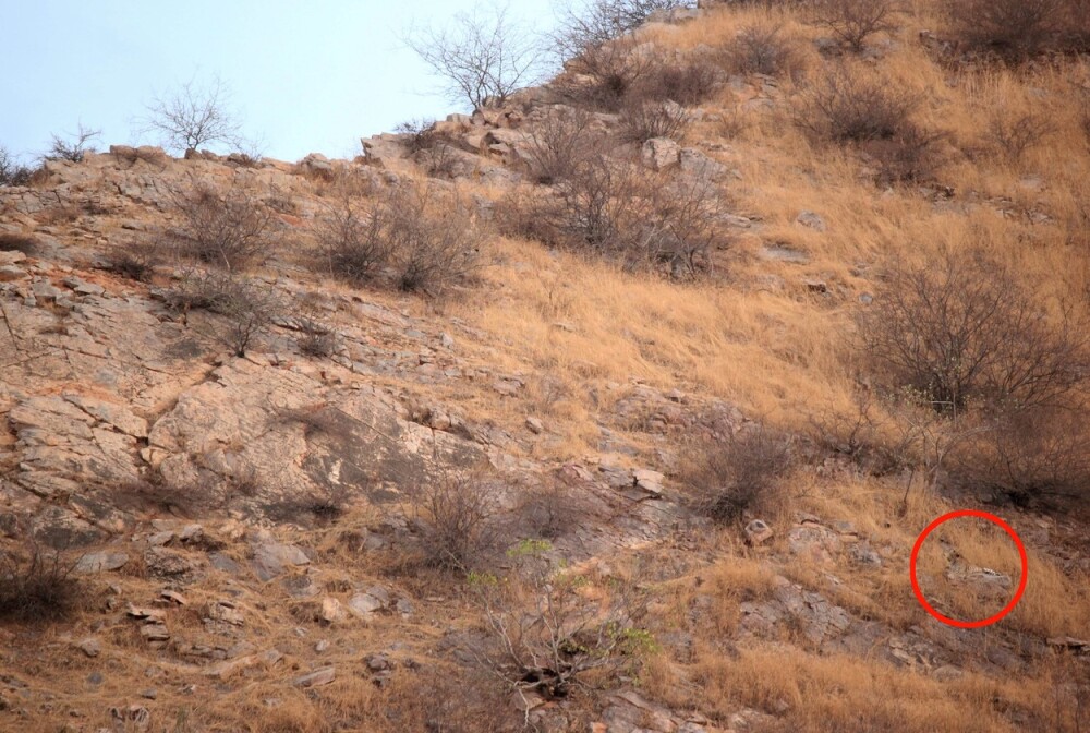 Găsește leopardul! Camuflajul perfect într-o fotografie surprinsă pe un deal - Imaginea 2