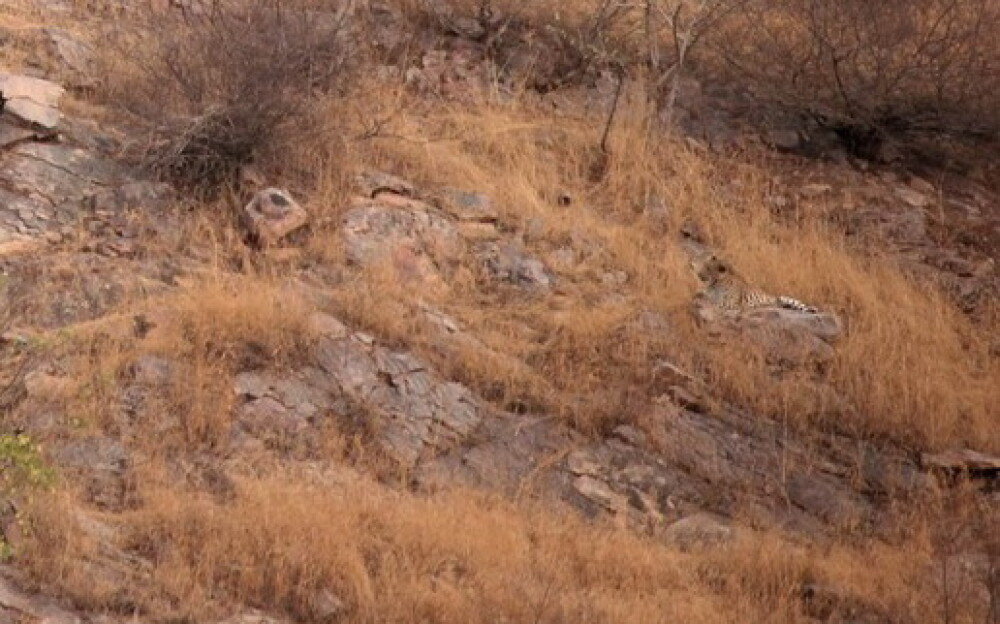Găsește leopardul! Camuflajul perfect într-o fotografie surprinsă pe un deal - Imaginea 3