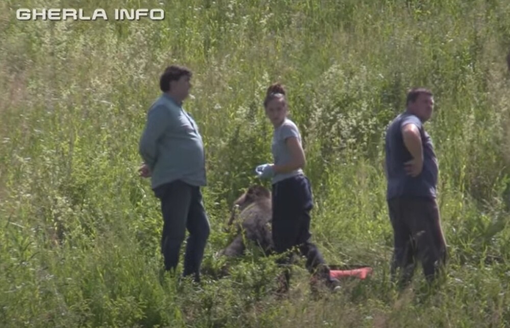 Un urs de 250 de kg a murit după ce a fost lovit de o mașină, în Cluj. VIDEO și GALERIE FOTO - Imaginea 1