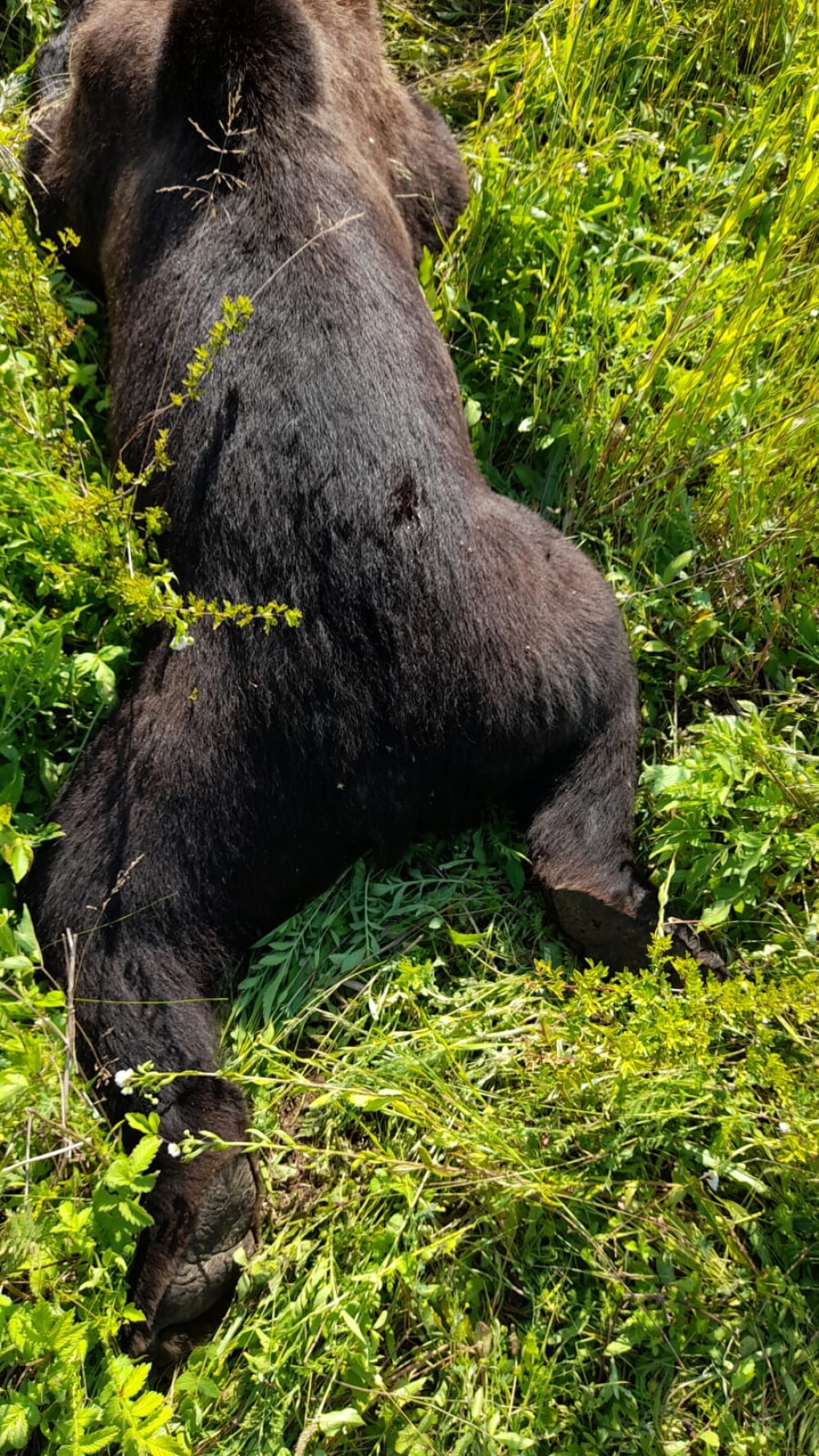 Un urs de 250 de kg a murit după ce a fost lovit de o mașină, în Cluj. VIDEO și GALERIE FOTO - Imaginea 2
