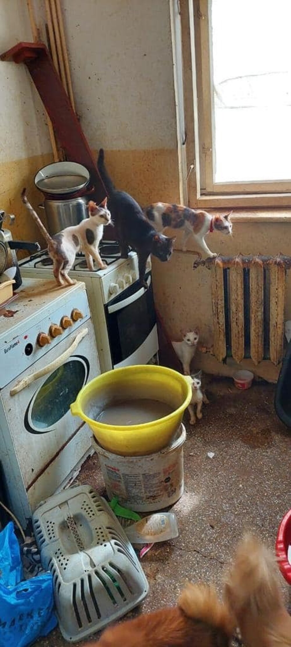 18 pisici și 5 câini, salvați dintr-un apartament din Botoșani. În ce condiții trăiau animalele. GALERIE FOTO - Imaginea 7