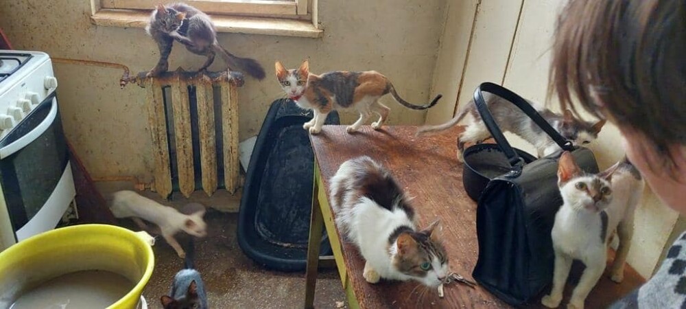18 pisici și 5 câini, salvați dintr-un apartament din Botoșani. În ce condiții trăiau animalele. GALERIE FOTO - Imaginea 6