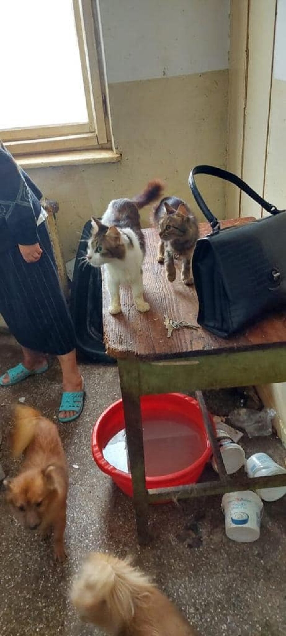 18 pisici și 5 câini, salvați dintr-un apartament din Botoșani. În ce condiții trăiau animalele. GALERIE FOTO - Imaginea 4