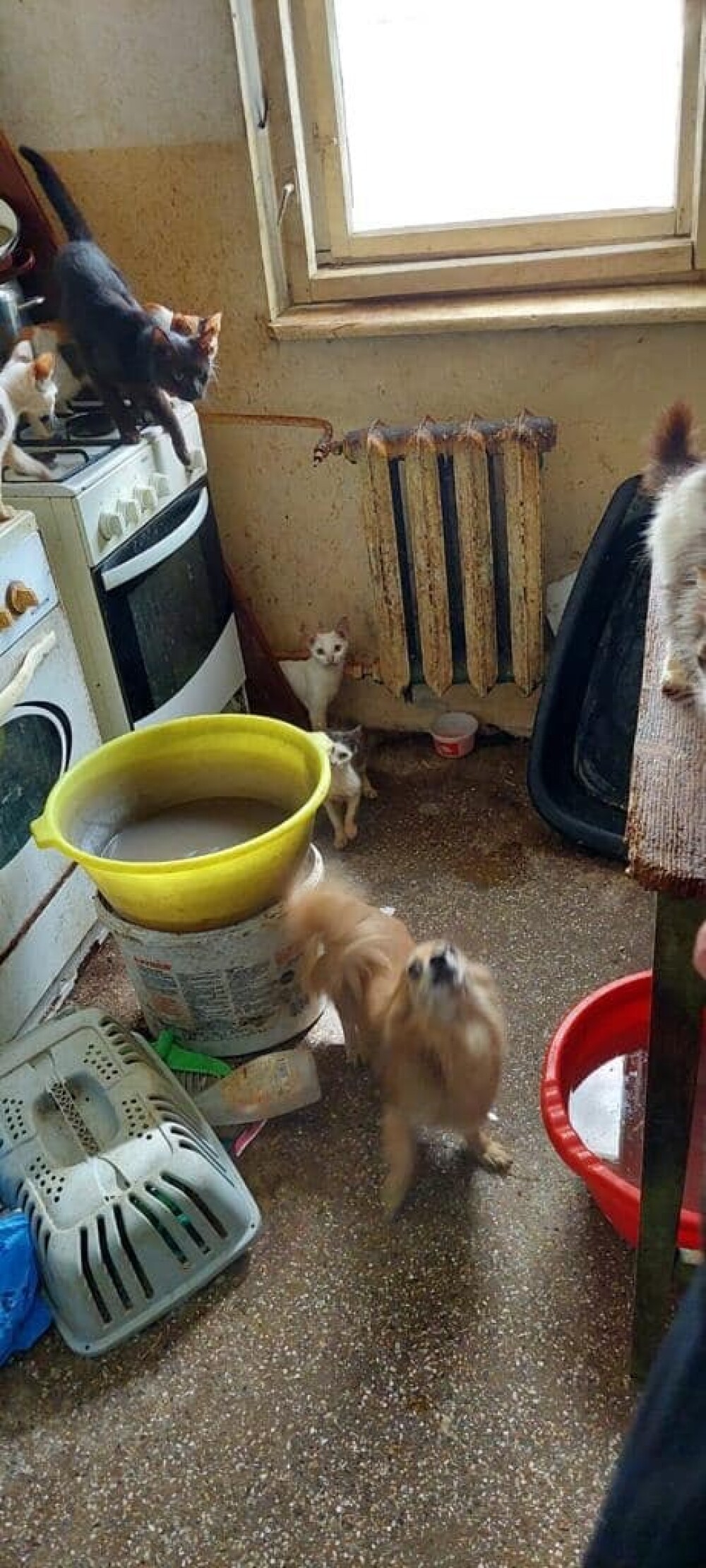 18 pisici și 5 câini, salvați dintr-un apartament din Botoșani. În ce condiții trăiau animalele. GALERIE FOTO - Imaginea 3