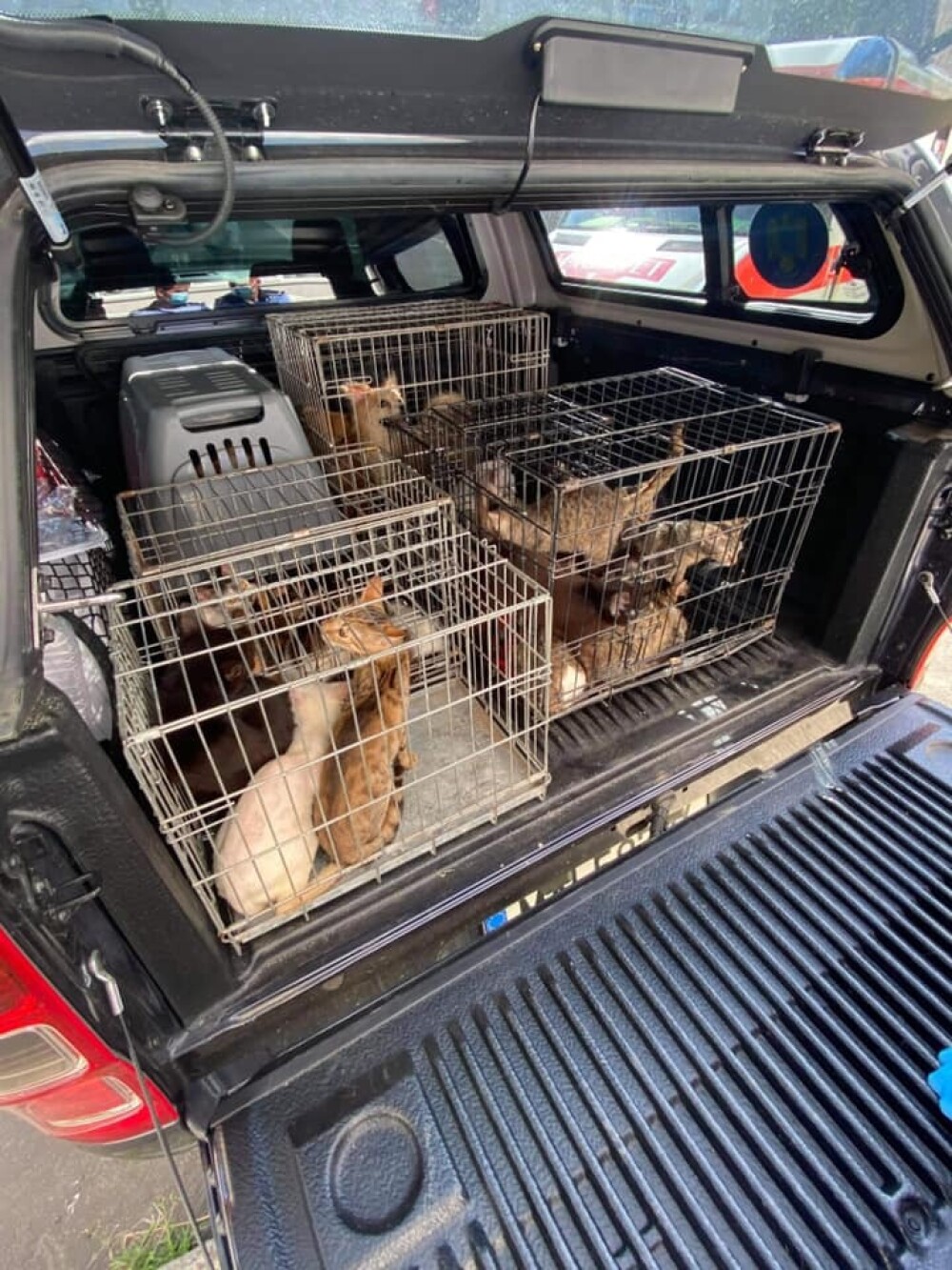 18 pisici și 5 câini, salvați dintr-un apartament din Botoșani. În ce condiții trăiau animalele. GALERIE FOTO - Imaginea 2