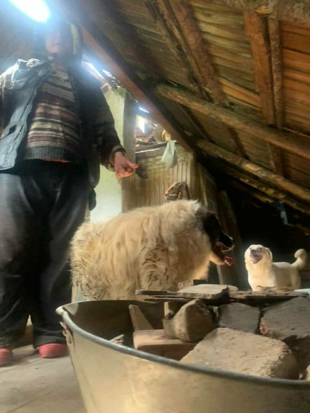 O femeie din Suceava a trăit 3 ani închisă în podul casei, alături de câinii săi. ”Cel mai revoltător caz de degradare umană” - Imaginea 13