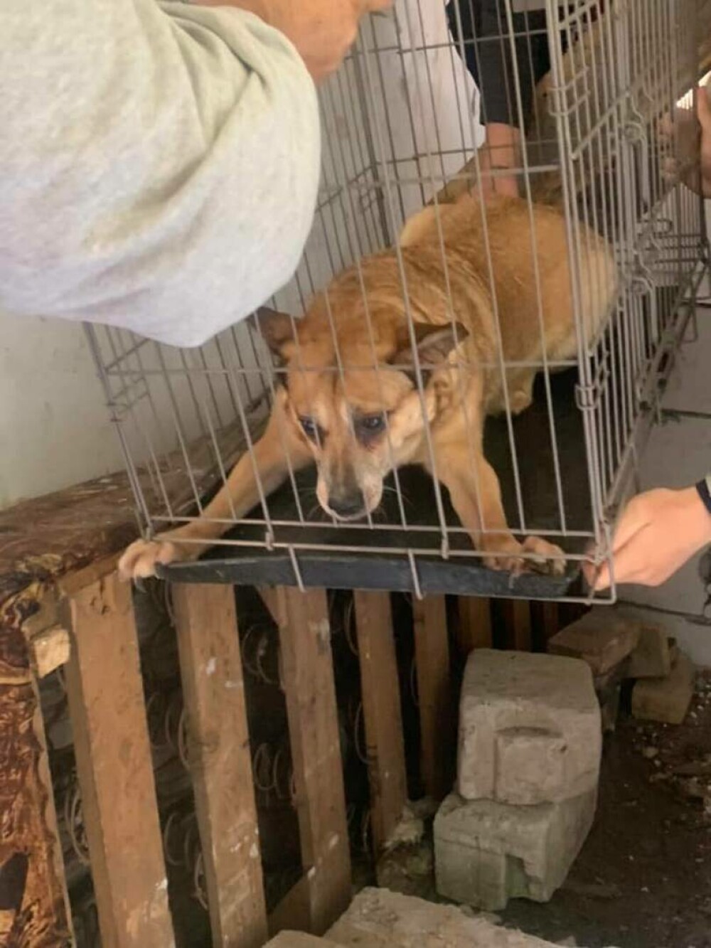 O femeie din Suceava a trăit 3 ani închisă în podul casei, alături de câinii săi. ”Cel mai revoltător caz de degradare umană” - Imaginea 20