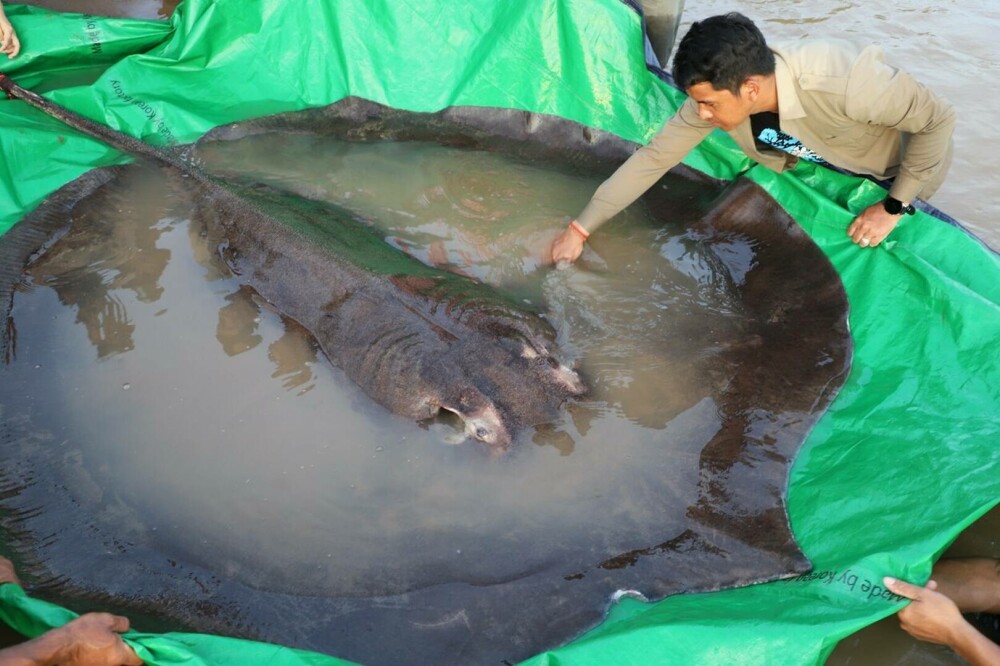 A fost prins cel mai mare pește de apă dulce din lume. Are 300 de kilograme. FOTO și VIDEO - Imaginea 3
