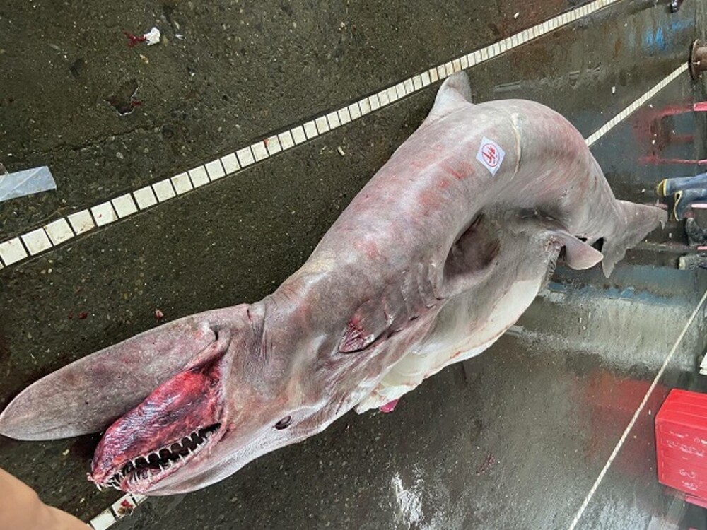 Creatură marină rară, de peste 800 de kilograme, găsită de mai mulți pescari. Dar asta nu a fost singura surpriză. FOTO - Imaginea 1