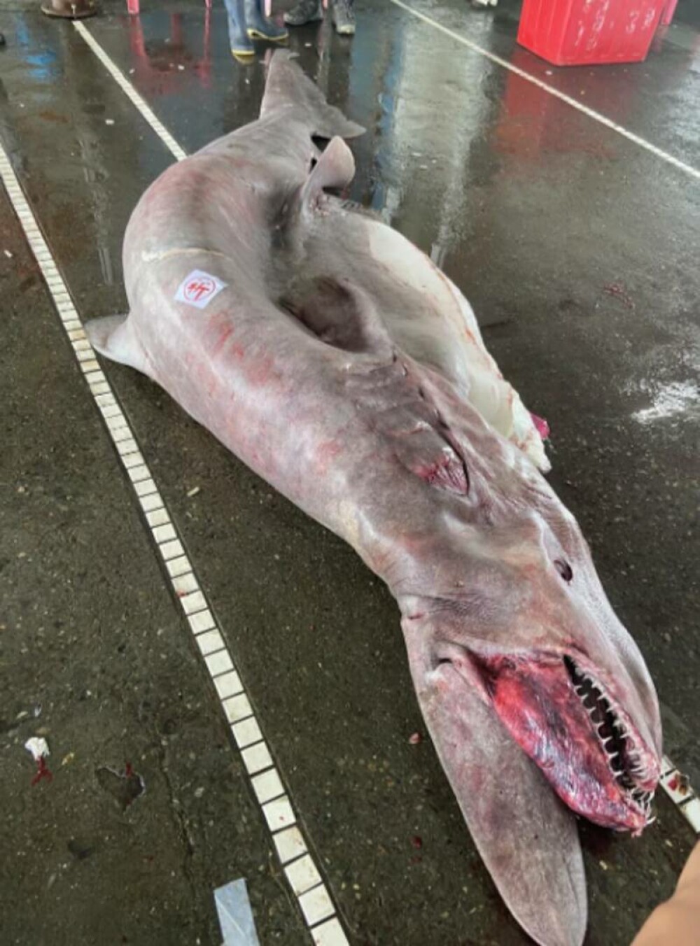 Creatură marină rară, de peste 800 de kilograme, găsită de mai mulți pescari. Dar asta nu a fost singura surpriză. FOTO - Imaginea 2