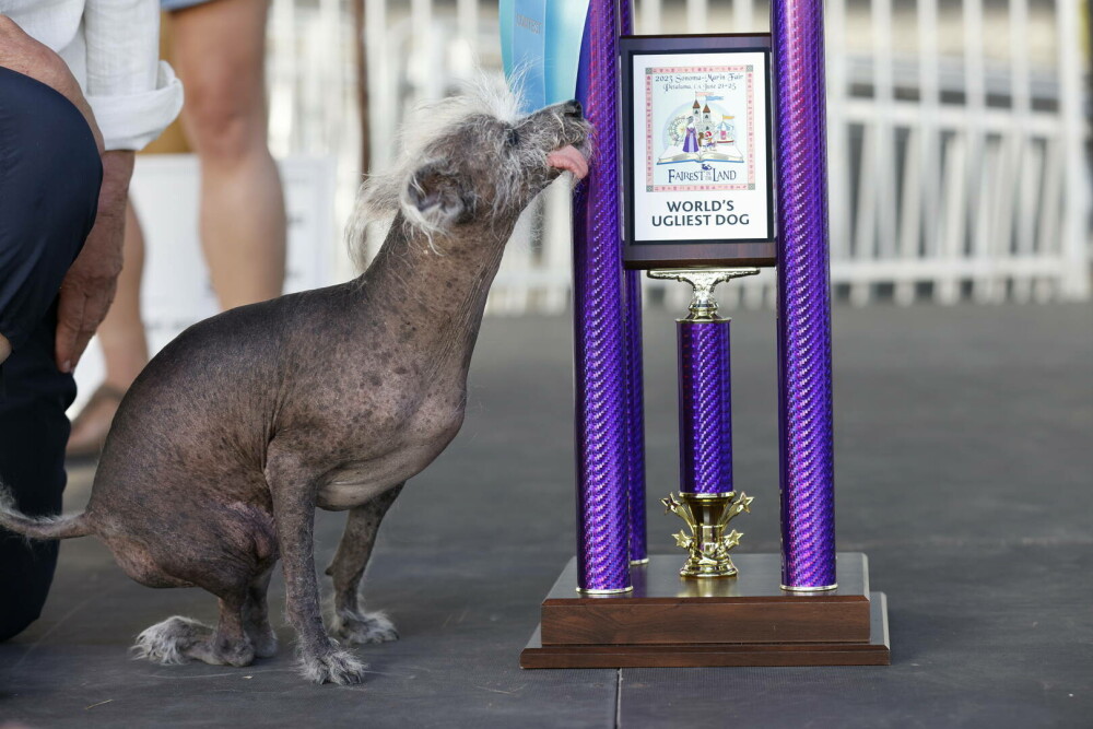 GALERIE FOTO. Scooter a fost declarat oficial ”Cel Mai Urât Câine din Lume” în 2023 - Imaginea 1