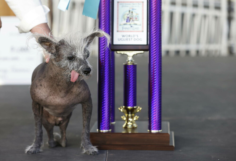 GALERIE FOTO. Scooter a fost declarat oficial ”Cel Mai Urât Câine din Lume” în 2023 - Imaginea 2