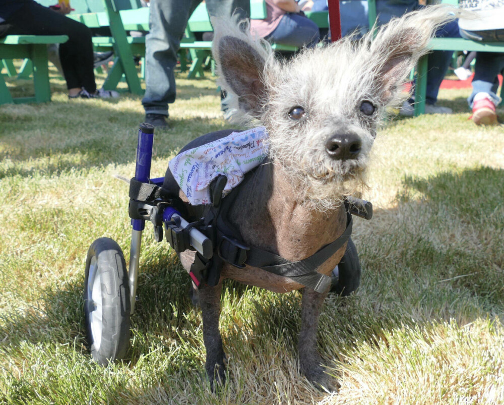 GALERIE FOTO. Scooter a fost declarat oficial ”Cel Mai Urât Câine din Lume” în 2023 - Imaginea 3