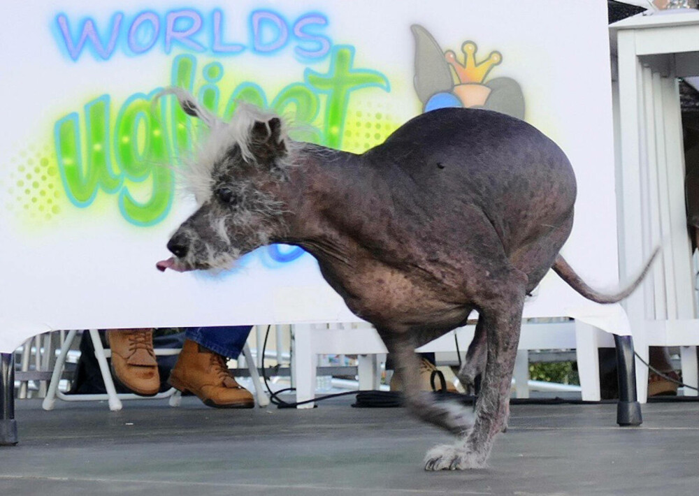 GALERIE FOTO. Scooter a fost declarat oficial ”Cel Mai Urât Câine din Lume” în 2023 - Imaginea 5