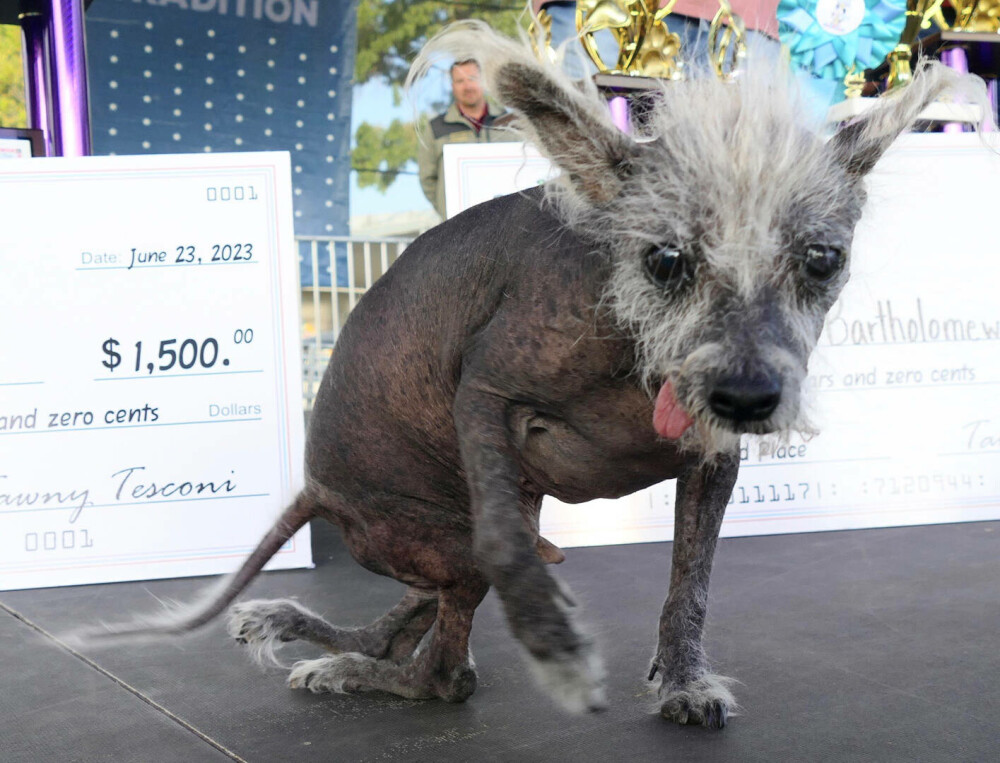 GALERIE FOTO. Scooter a fost declarat oficial ”Cel Mai Urât Câine din Lume” în 2023 - Imaginea 6