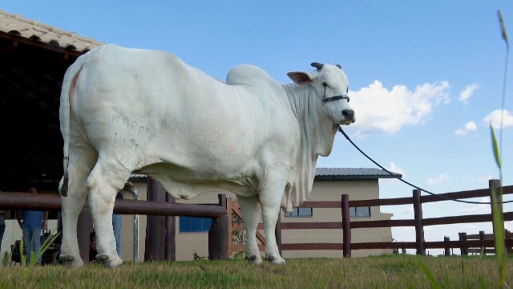 O vacă trăiește la o fermă unde este păzită de agenți înarmați și camere de supraveghere. Ce o face atât de specială | FOTO - Imaginea 1